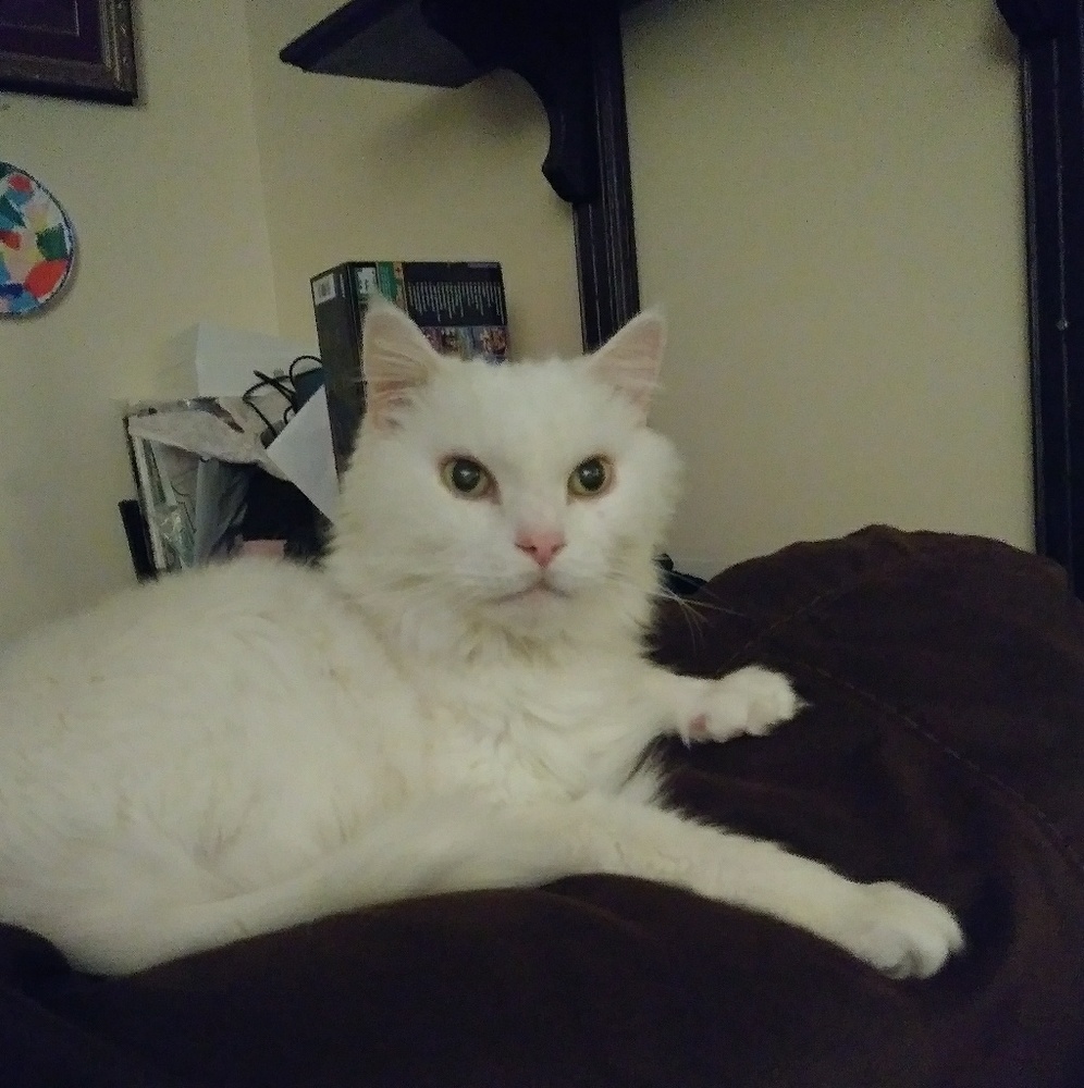 My Fur Babies😻Cubby Bear &🐰Snickers